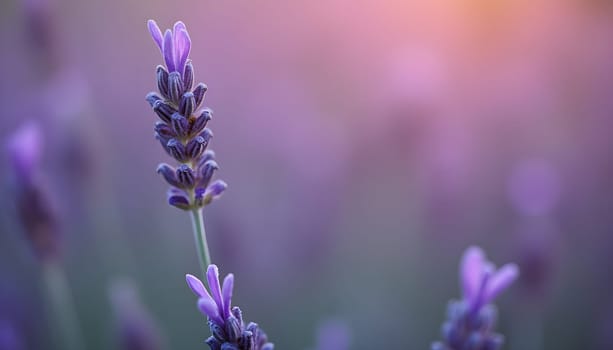 A delicate close-up of a lavender sprig, surrounded by soft pink and purple blurred light effects, creating a dreamy mood.