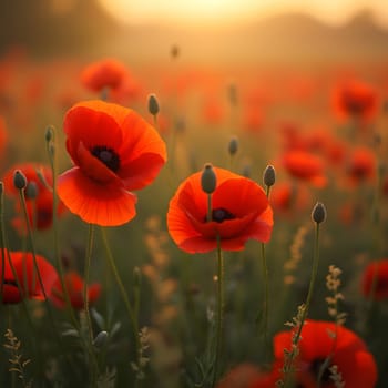 A tranquil field of vibrant red poppies, their vivid hues softened by shallow depth of field and bathed in golden light.