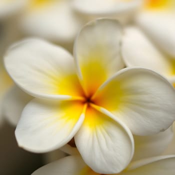A close-up of a frangipani flower, its petals gently melting into a soft yellow-white blur, creating a serene, ethereal effect.