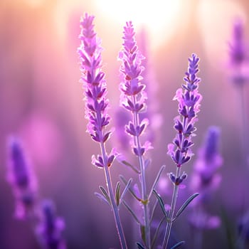 A delicate close-up of a lavender sprig, surrounded by soft pink and purple blurred light effects, creating a dreamy mood.