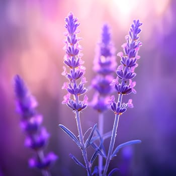 A delicate close-up of a lavender sprig, surrounded by soft pink and purple blurred light effects, creating a dreamy mood.