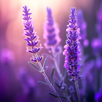A delicate close-up of a lavender sprig, surrounded by soft pink and purple blurred light effects, creating a dreamy mood.