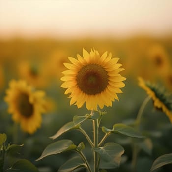 Single Sunflower Radiating Warmth in Golden Hues