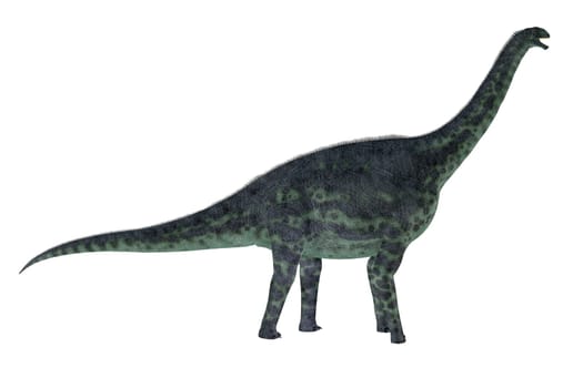 Cetiosaurus was a herbivorous sauropod Titanosaur that lived in Africa during the Jurassic Period.