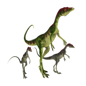 Compsognathus was a small carnivorous theropod dinosaur that lived during the Jurassic Period of Europe.