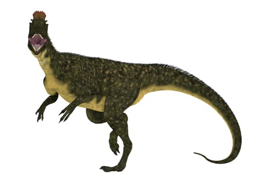 Cryolophosaurus was a large theropod carnivorous dinosaur that lived in Antarctica during the Jurassic Period.
