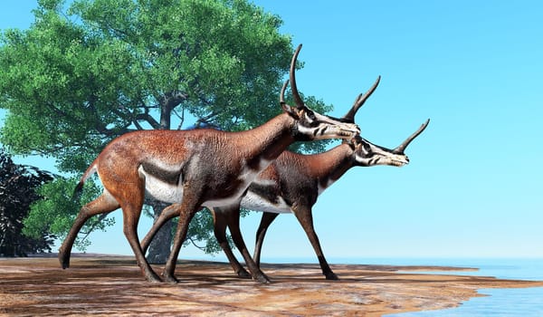 Kyptoceras was a antelope type mammal that lived in North America during the Miocene to Pliocene Periods.
