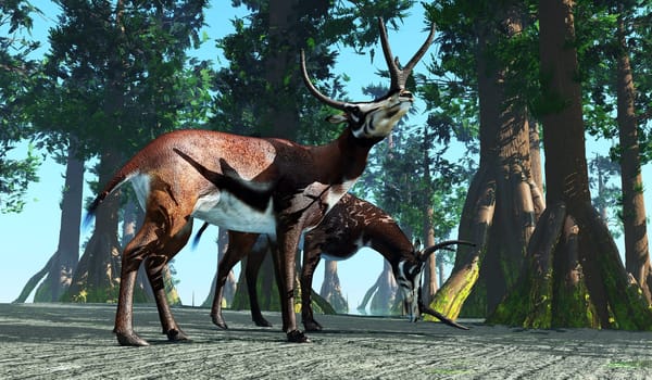 Kyptoceras was a antelope type mammal that lived in North America during the Miocene to Pliocene Periods.