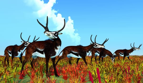 Kyptoceras was a antelope type mammal that lived in North America during the Miocene to Pliocene Periods.