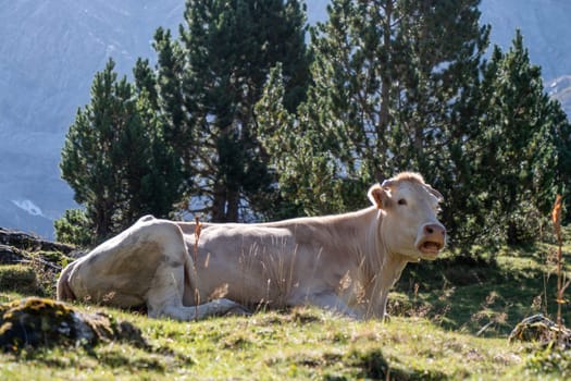 A cow is laying down in a grassy field. The cow is brown and white.