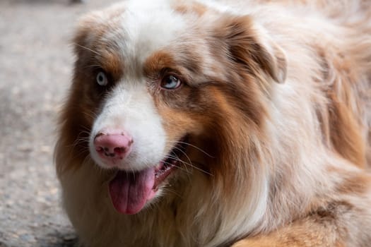 A brown and white dog with blue eyes is laying on the ground. The dog has a tongue sticking out and he is happy