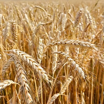 Golden Harvest: Close-Up of Ripe Wheat Ears