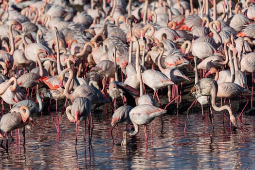 Flamingos in Tranquil Waters.Marvel at the serene scene as a group of flamingos peacefully feeds while perched on the tranquil waters of Valencia's Albufera, presenting a captivating display of avian elegance amidst the scenic beauty of the region.