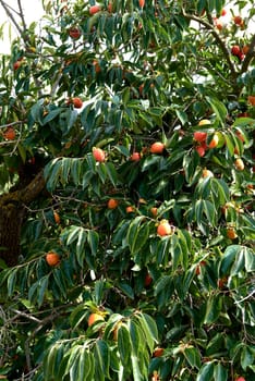Persimmon branches full of fruit at harvest.. Green, mature, leafy, luminous, red ripe ripe orange