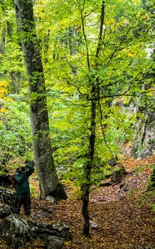 a Forest canopy early autumn, forest landscape.