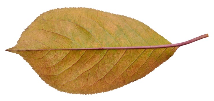 Red cherry leaf on isolated background, close up