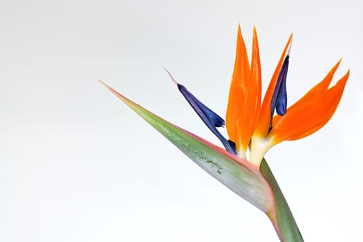 Paradiesvogelblume freigestellt