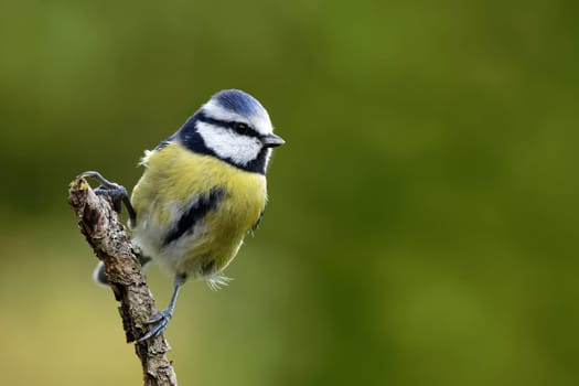 Blue tit on a branch in spring