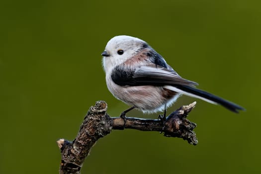 Schwanzmeise im Garten