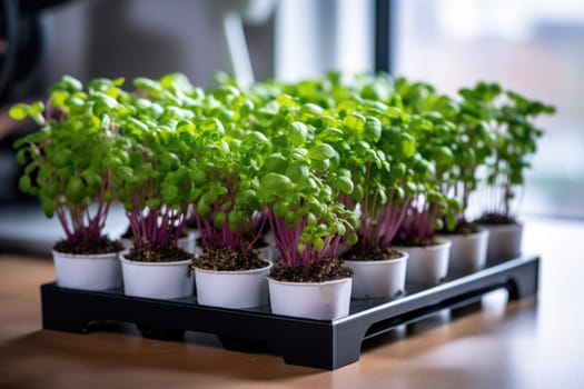 Microgreens. Young green plants grown in trays. Healthy organic food. Plant food, vegan products