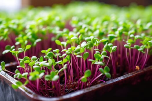 Trays with sprouted microgreens. Growing young shoots of various plants, source of vitamins and elements
