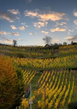 A field of yellow grapes with a cloudy sky in the background. The grapes are ripe and ready for harvest