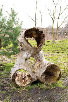 A weathered and hollow tree trunk with multiple openings, set in a natural outdoor setting with young trees and green grass.