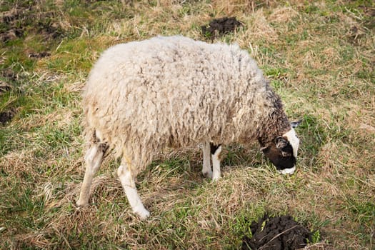 A close-up image of a sheep grazing on grass in a rural pasture, highlighting its wooly coat and natural surroundings.