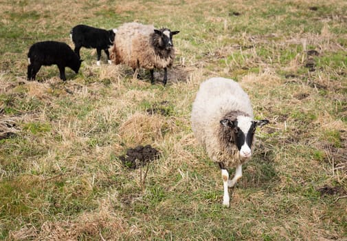 A group of sheep grazing in a grassy pasture, showcasing a natural rural setting with vibrant greenery.