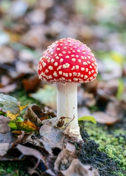 Red fly agaric musroom in the forest