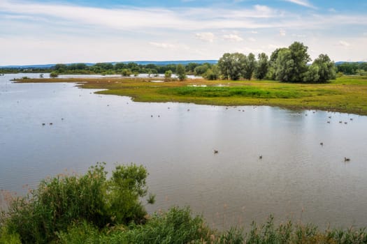 The nature conservation area bird island on Lake Altmühlsee in Bavaria