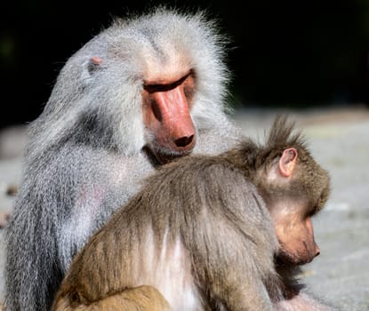 Closeup of grooming baboon monkey (Papio hamadryas)