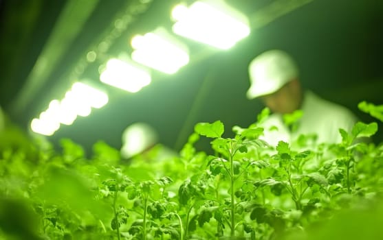 Close-up of green leafy plants growing under LED lights in a vertical farming facility, with a worker in protective gear visible in the background.
