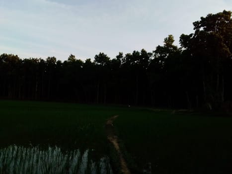 Village Beautiful Scenery - Paddy Field, Village Jungle Flowers, Village Evening, Fruit Tree Garden, Village Sunset, Village River