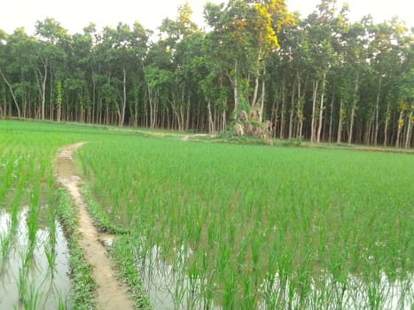 Village Beautiful Scenery - Paddy Field, Village Jungle Flowers, Village Evening, Fruit Tree Garden, Village Sunset, Village River