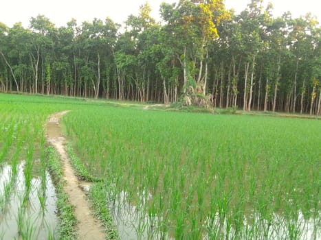 Village Beautiful Scenery - Paddy Field, Village Jungle Flowers, Village Evening, Fruit Tree Garden, Village Sunset, Village River