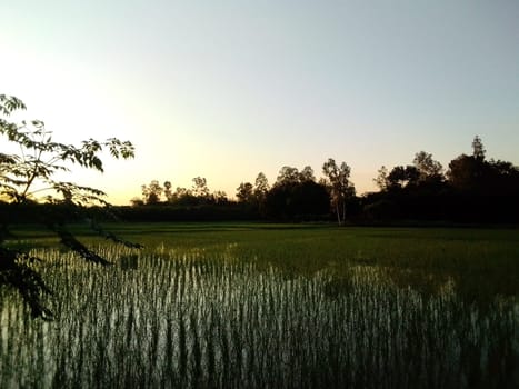 Village Beautiful Scenery - Paddy Field, Village Jungle Flowers, Village Evening, Fruit Tree Garden, Village Sunset, Village River