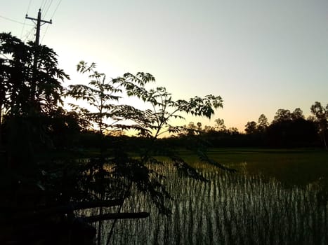Village Beautiful Scenery - Paddy Field, Village Jungle Flowers, Village Evening, Fruit Tree Garden, Village Sunset, Village River