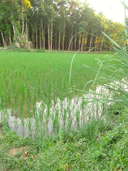 Village Beautiful Scenery - Paddy Field, Village Jungle Flowers, Village Evening, Fruit Tree Garden, Village Sunset, Village River
