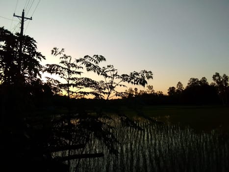 Village Beautiful Scenery - Paddy Field, Village Jungle Flowers, Village Evening, Fruit Tree Garden, Village Sunset, Village River