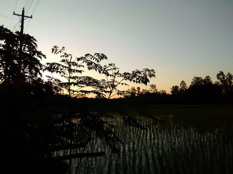Village Beautiful Scenery - Paddy Field, Village Jungle Flowers, Village Evening, Fruit Tree Garden, Village Sunset, Village River