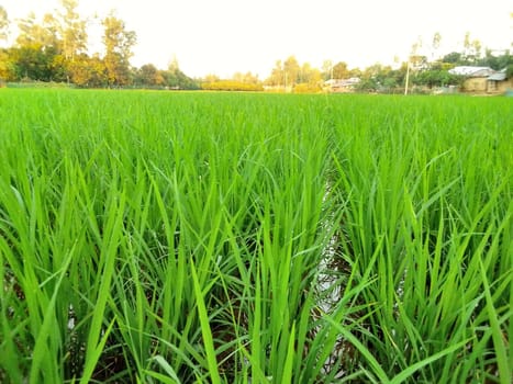 Village Beautiful Scenery - Paddy Field, Village Jungle Flowers, Village Evening, Fruit Tree Garden, Village Sunset, Village River
