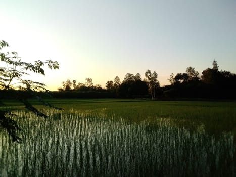 Village Beautiful Scenery - Paddy Field, Village Jungle Flowers, Village Evening, Fruit Tree Garden, Village Sunset, Village River