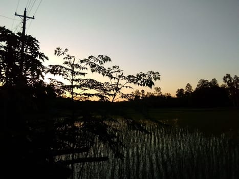 Village Beautiful Scenery - Paddy Field, Village Jungle Flowers, Village Evening, Fruit Tree Garden, Village Sunset, Village River