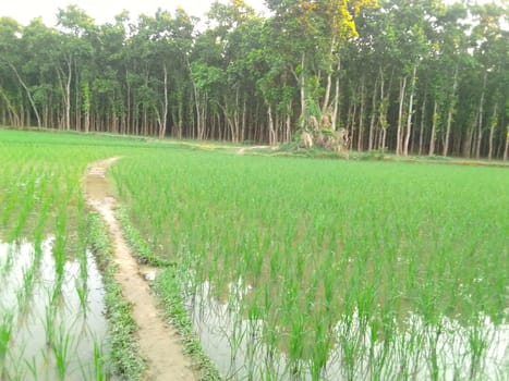 Village Beautiful Scenery - Paddy Field, Village Jungle Flowers, Village Evening, Fruit Tree Garden, Village Sunset, Village River