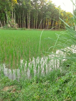 Village Beautiful Scenery - Paddy Field, Village Jungle Flowers, Village Evening, Fruit Tree Garden, Village Sunset, Village River