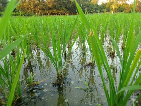 Village Beautiful Scenery - Paddy Field, Village Jungle Flowers, Village Evening, Fruit Tree Garden, Village Sunset, Village River