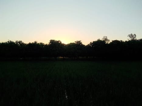 Village Beautiful Scenery - Paddy Field, Village Jungle Flowers, Village Evening, Fruit Tree Garden, Village Sunset, Village River