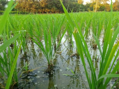 Village Beautiful Scenery - Paddy Field, Village Jungle Flowers, Village Evening, Fruit Tree Garden, Village Sunset, Village River