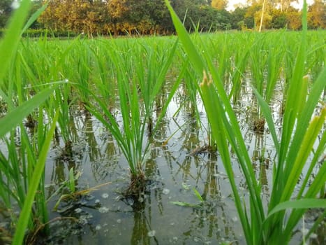 Village Beautiful Scenery - Paddy Field, Village Jungle Flowers, Village Evening, Fruit Tree Garden, Village Sunset, Village River